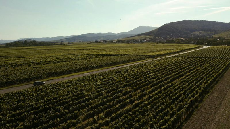 Aerial view of Grand Cru vineyards in Orschwiller, Alsace