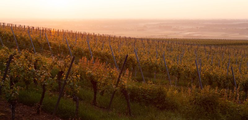 Golden sunset over Alsace vineyards near Colmar