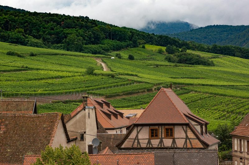 Vineyards and traditional farmhouses in Dambach-la-Ville along the Alsace Wine Route
