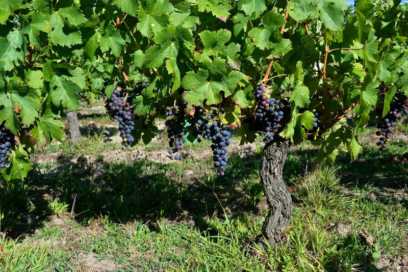 Lush grapes hanging in a vibrant vineyard during summer in France
