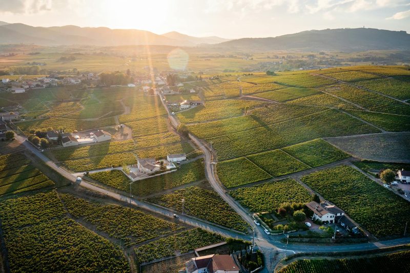 Drone view of picturesque vineyards in Villie-Morgon, Beaujolais, France at sunrise