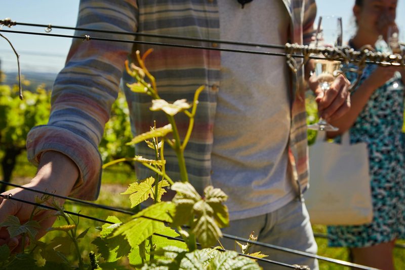Visitors explore a vineyard, touching grapevines and enjoying the sunshine