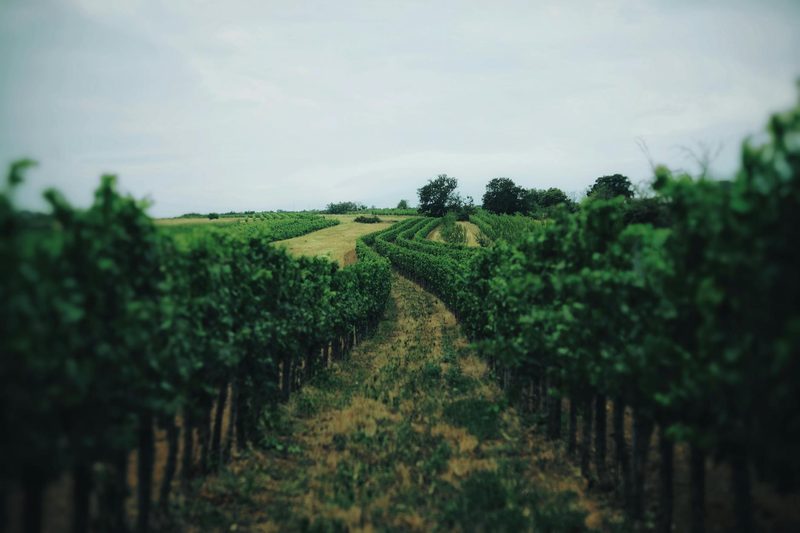 Rows of green grapevines in a vineyard stretching toward the horizon under a cloudy sky