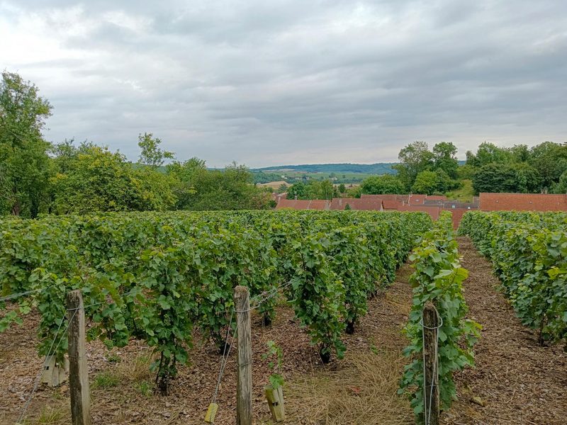 Vineyard scene in rural France with lush green vines and distant hills under a cloudy sky