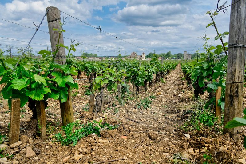 Rows of grape vines stretching across the vineyard in Vougeot, Cote de Nuits, Burgundy