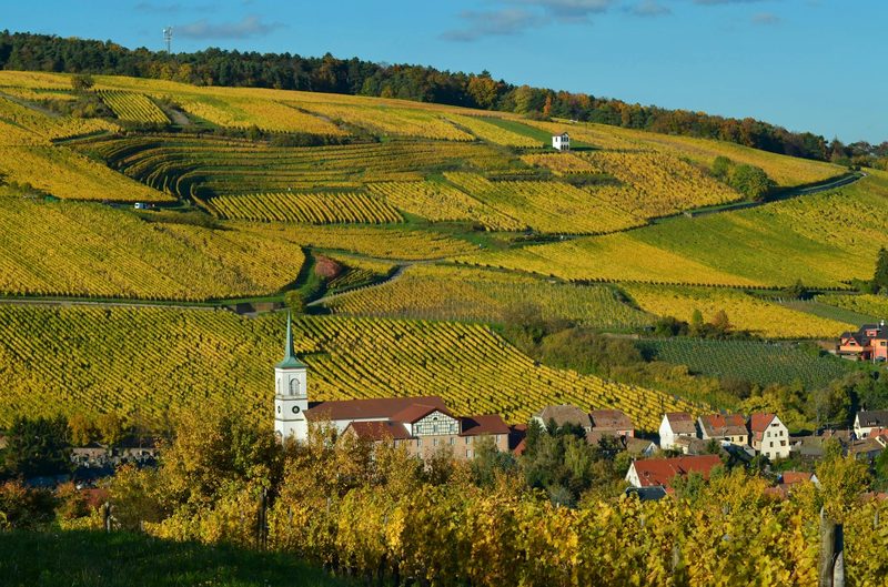 Picturesque autumn vineyards and village in Alsace, France with vibrant fall foliage and rolling hills