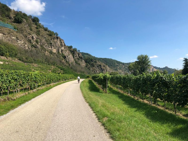 A lone cyclist riding through a lush green vineyard with scenic hills, a popular way to explore Champagne