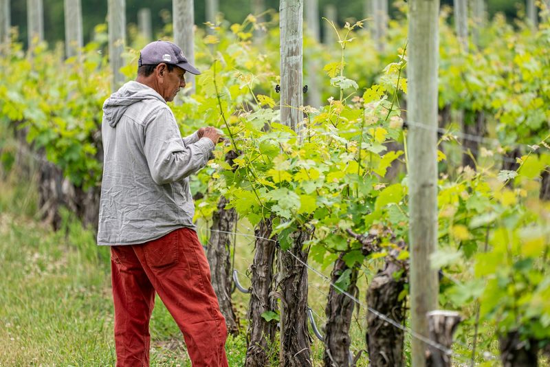 A farmer carefully tending to grapevines in a sun-drenched vineyard during the growing season
