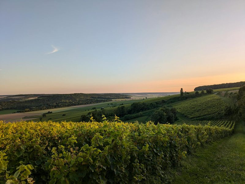 Beautiful sunset casting golden light over vineyards in Montgueux, Grand Est, in the Champagne wine region