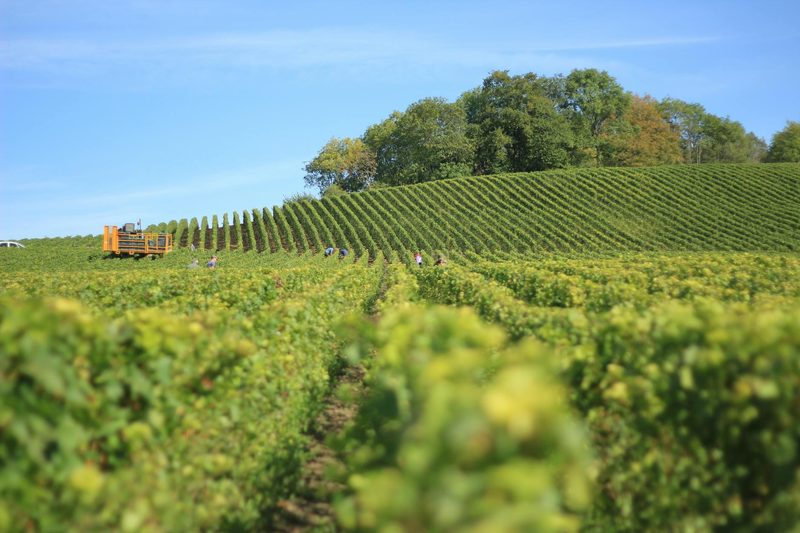Vibrant vineyard in Reims, France, with rows of grapevines stretching across the Champagne countryside