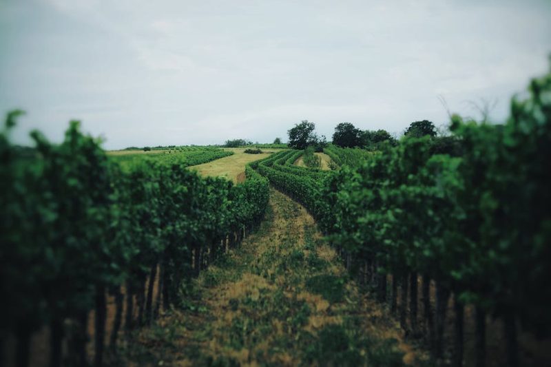 Rows of green grapevines stretching across a Loire Valley vineyard