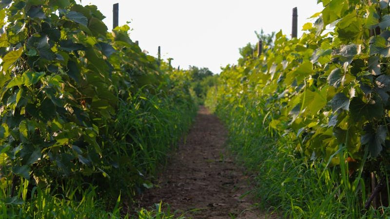 Serene dirt path flanked by grapevines in a lush vineyard