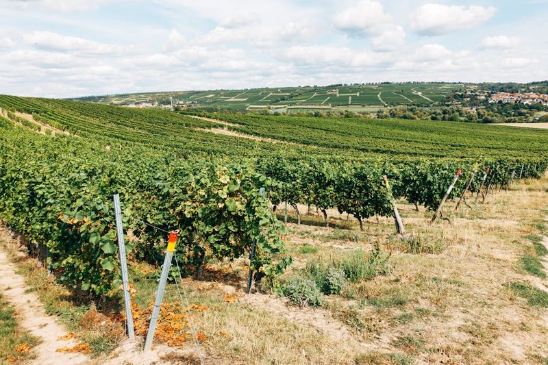 Lush vineyard rows stretching across rolling hills in France