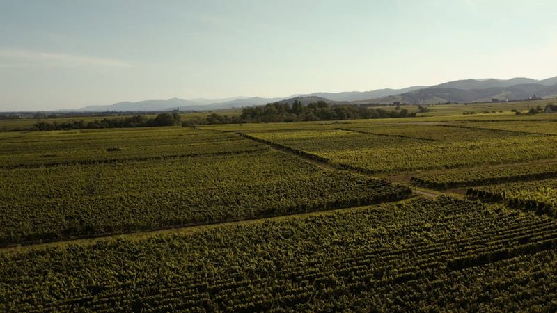 Aerial view of vineyards in France with rows of grapevines