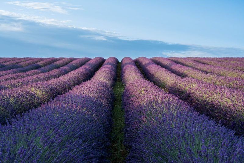 Vibrant lavender fields in Valensole Provence France at sunrise