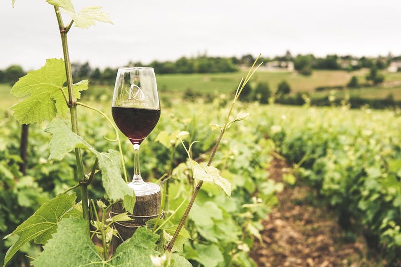 Glass of red wine among green grapevines in a summer vineyard