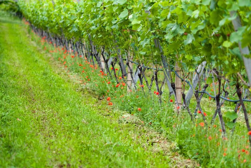 Vibrant vineyard with lush green grapevines in spring sunshine