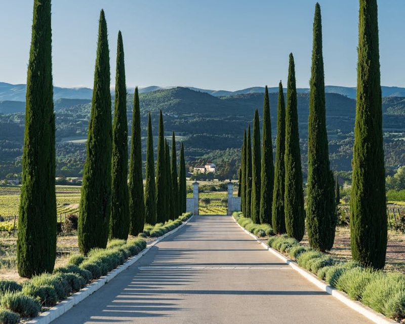 Cypress-lined road leading to a vineyard in Provence France