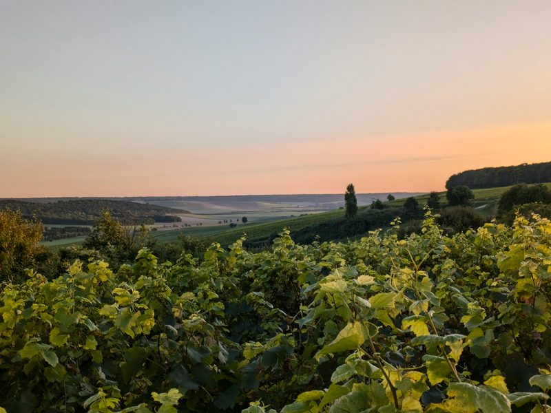 Beautiful vineyard landscape at sunset in the French countryside