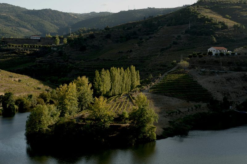 Steep terraced vineyards clinging to a hillside above a river valley
