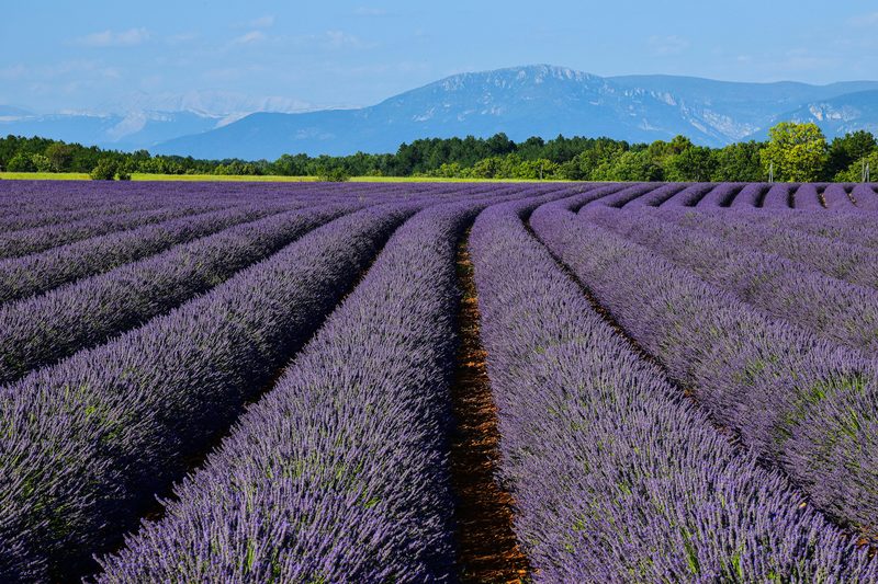 Sunlit Mediterranean vineyard landscape with lavender in southern France