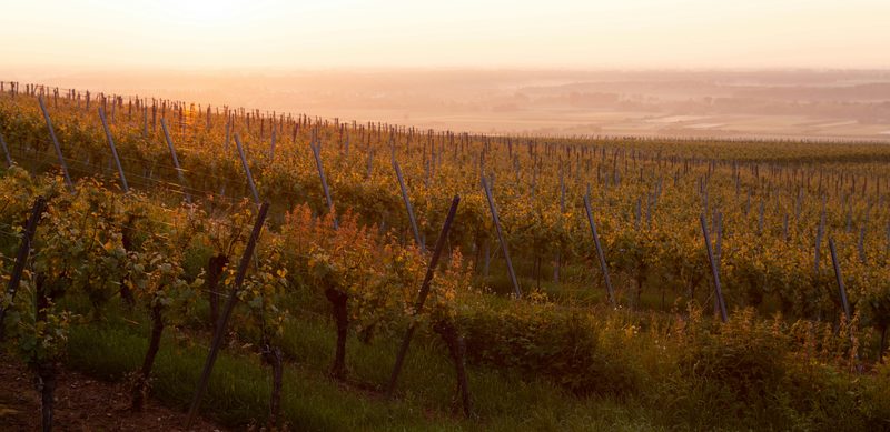 Vineyard with golden autumn foliage in the French countryside